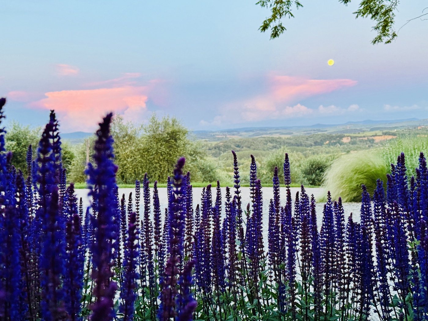 Evening walk from villa through vineyards