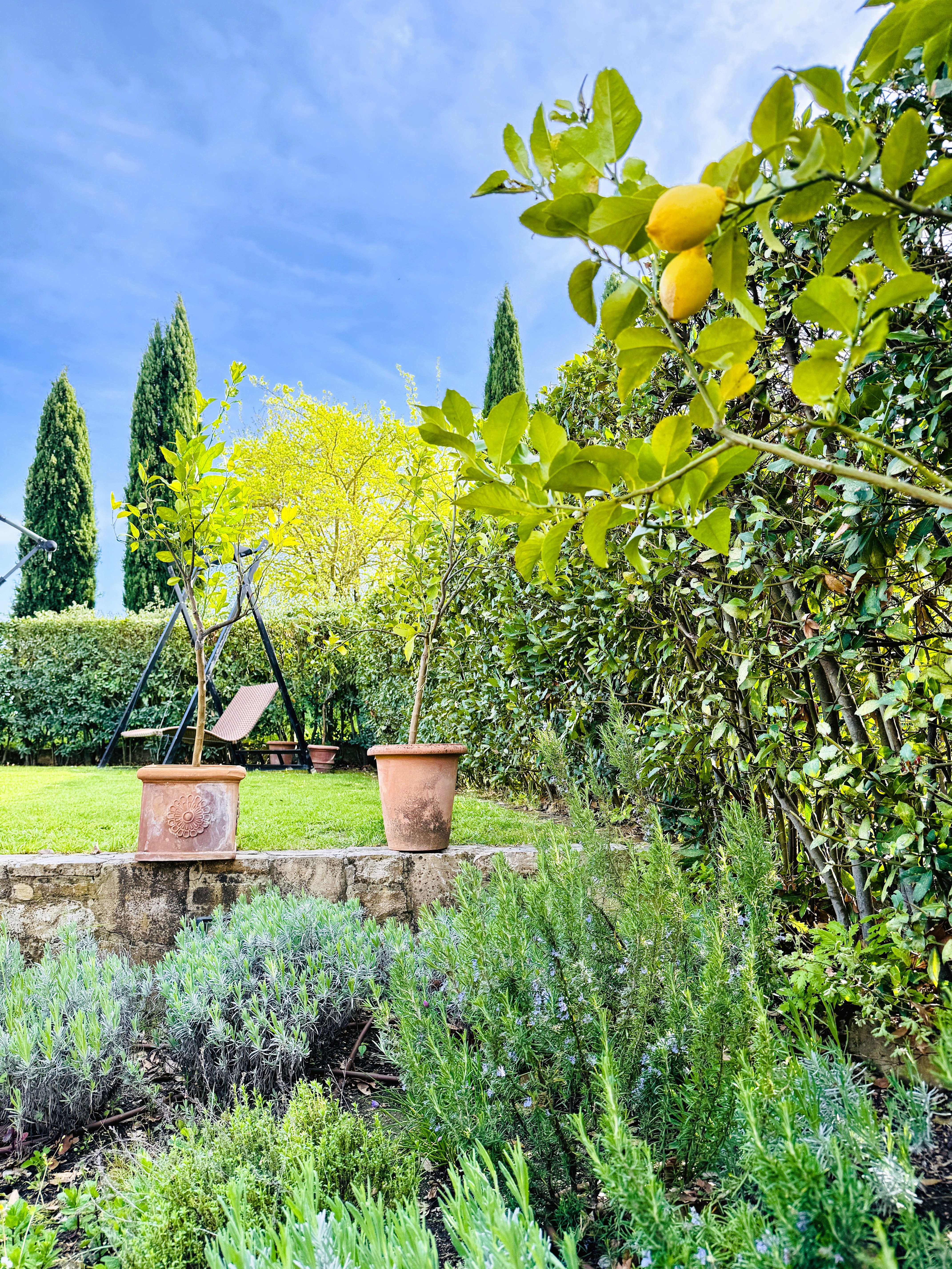 Herb garden in spring with lemons and lavender