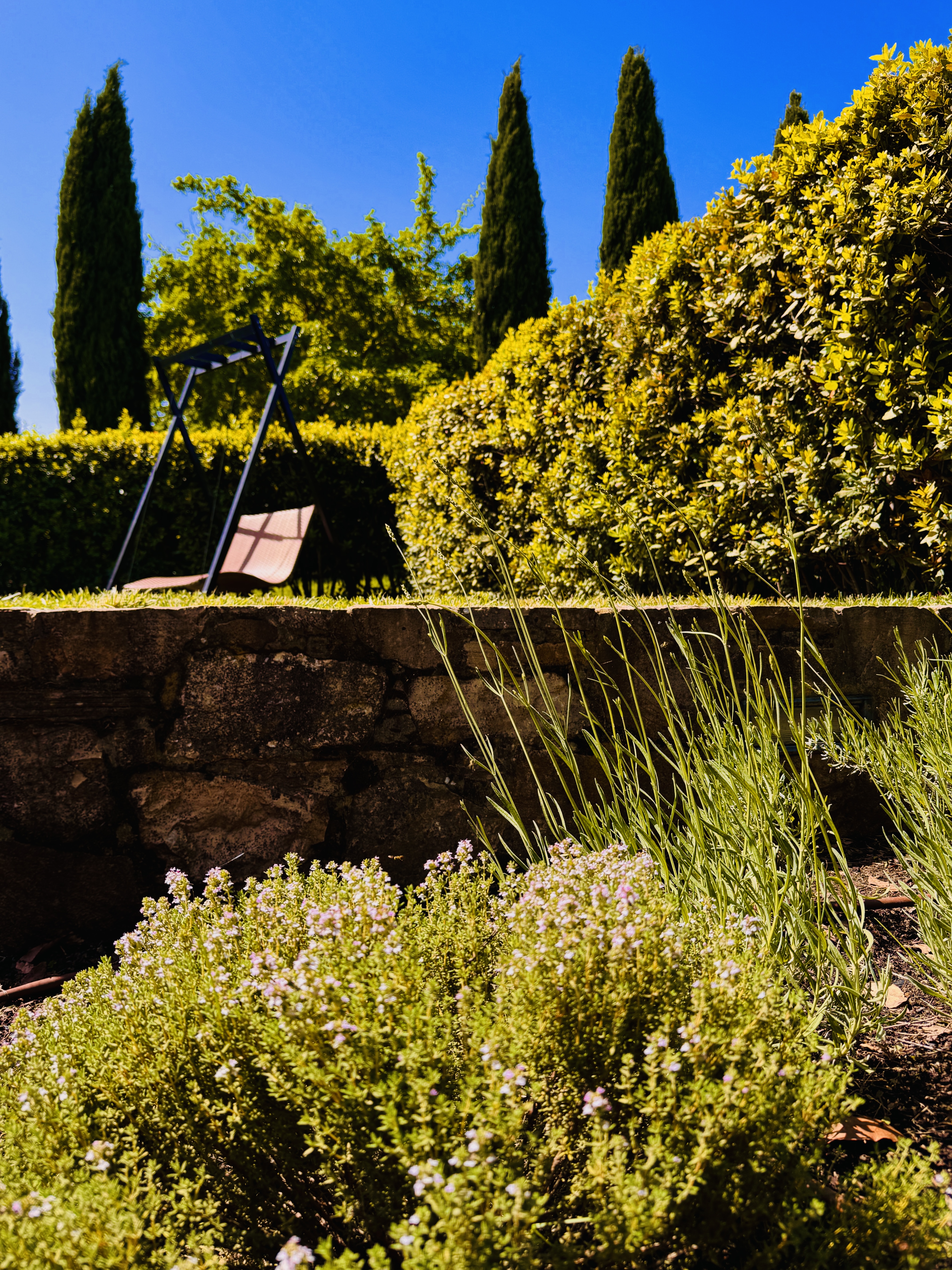 Herbal garden with cypress trees