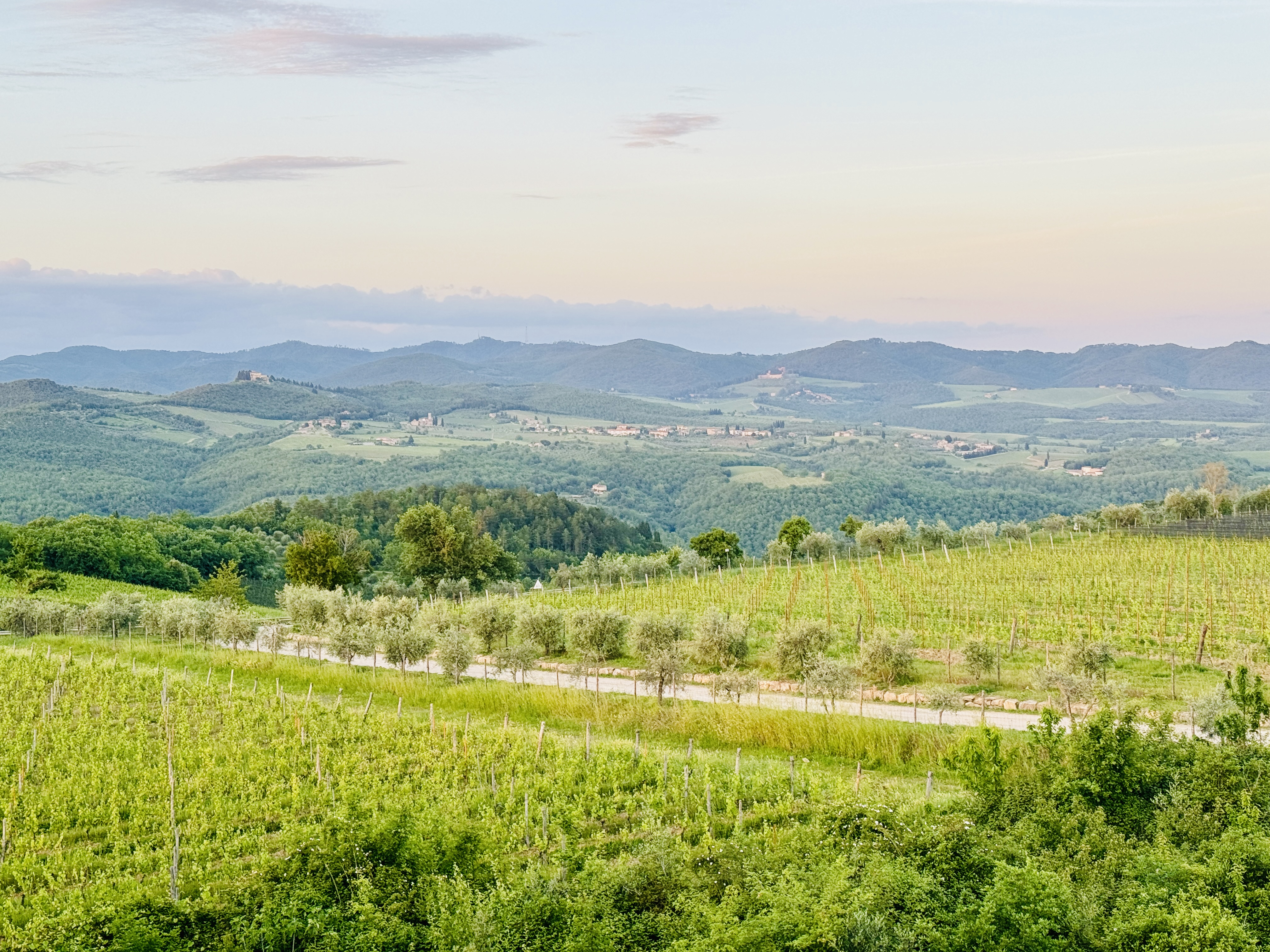 Vineyard view from the villa