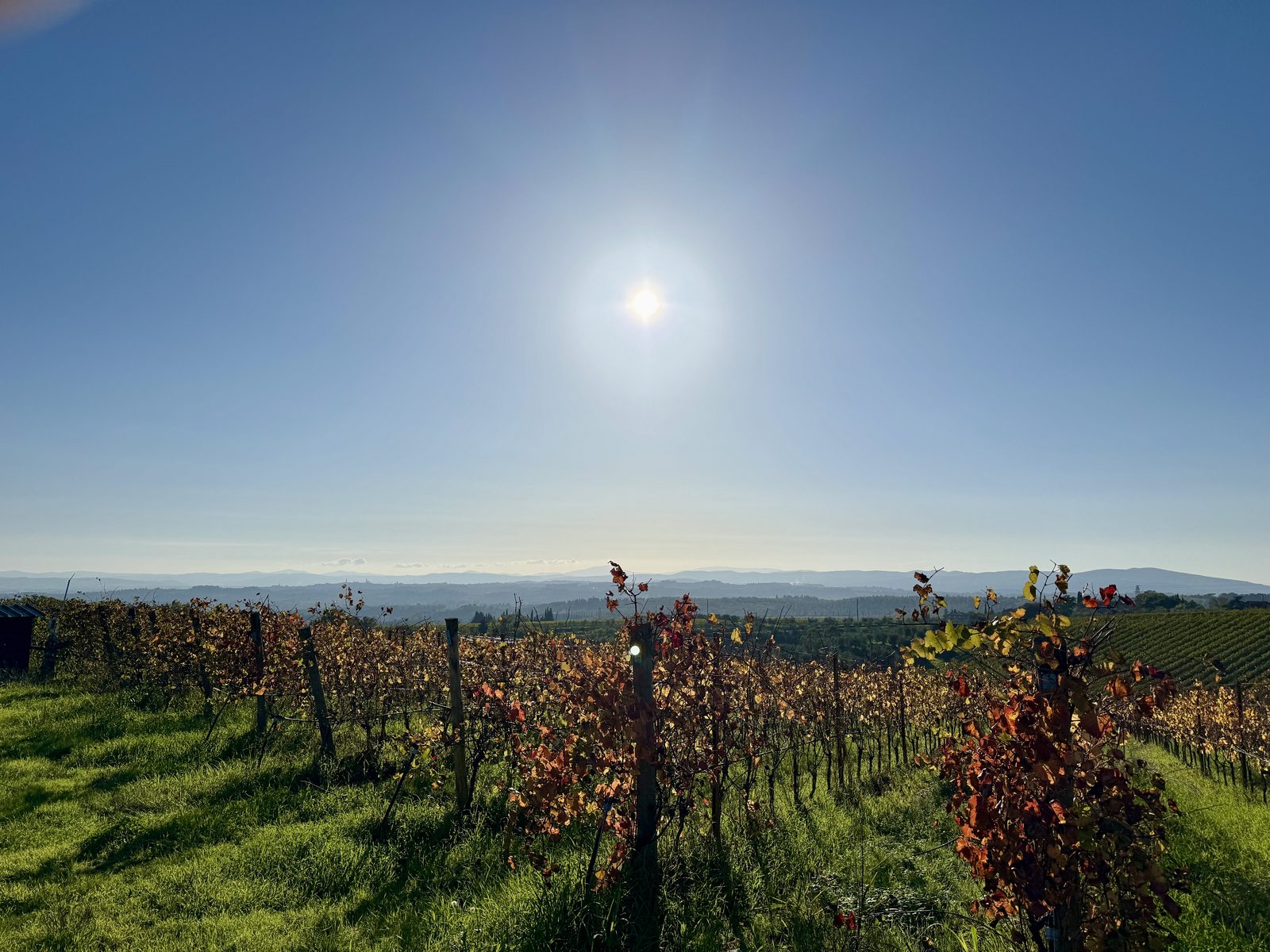 Vineyard walk in Chianti Classico