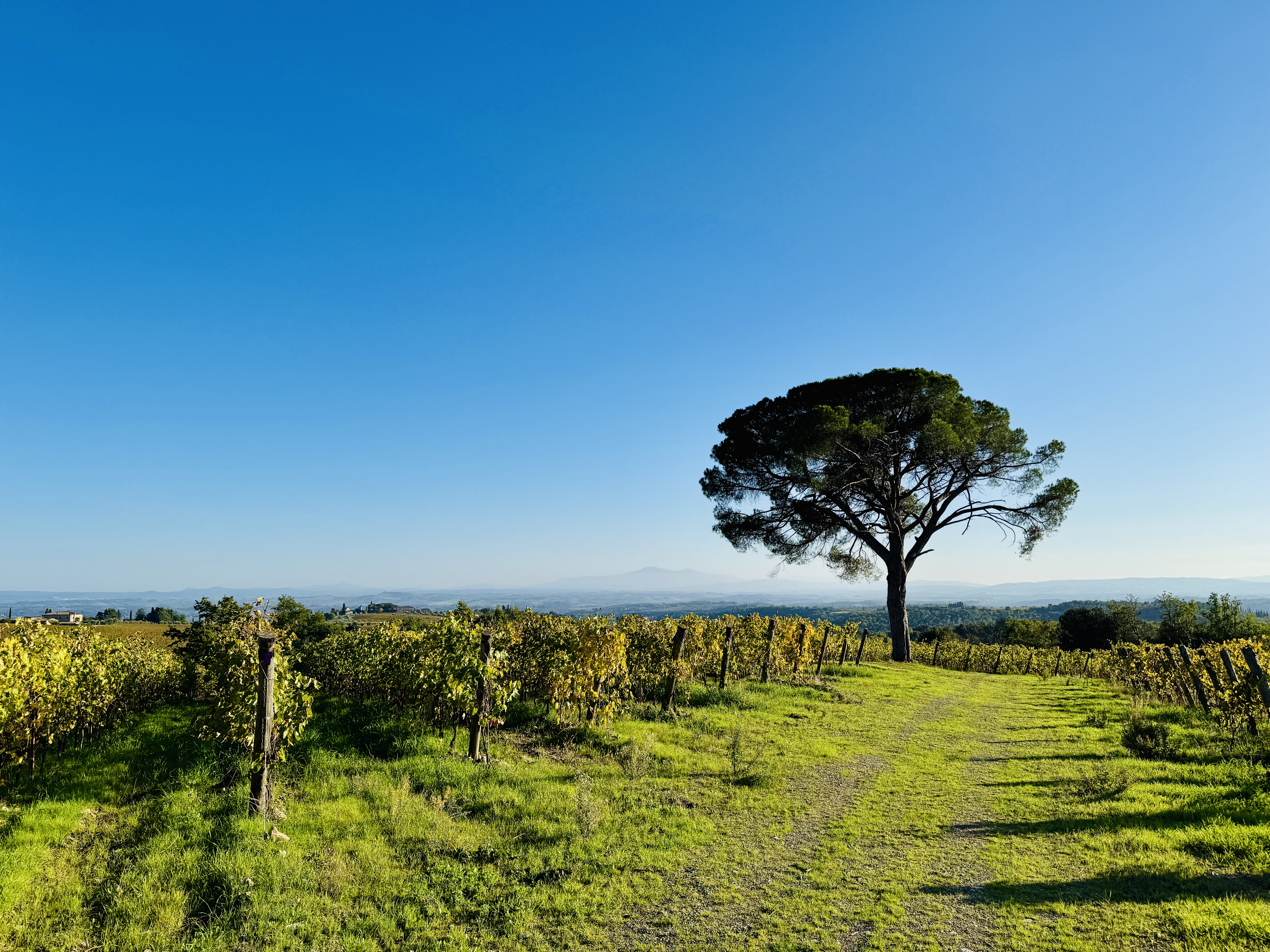 Vineyard walk from the villa, Chianti Classico